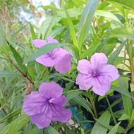 Ruellia unggu dan pink/Pokok bunga kencana