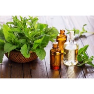 Mint oil minthol mint/ 100ML