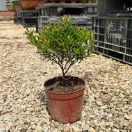 TKL - Outdoor Syzygium Buxifolium Root/Ball/Cliff 小叶赤楠提根/球型/悬崖