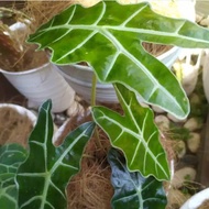 Tanaman hias keladi alocasia amazon / keladi tengkorak - tanaman