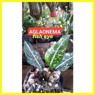 ◮ ◹ ✆ AGLAONEMA VARIETIES FISHEYE (small -medium-big)