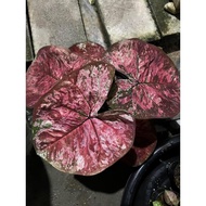 🆔caladium philo sopher/keladi thailand/天南星科/五彩芋叶