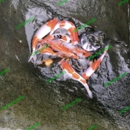 Promo Ikan Koi Mix Import 15-20cm (Minimal 2 Ekor) Ikan Koi Fish Koi