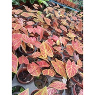 my_garden"caladium mix ☘️