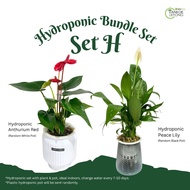 TKL - Hydroponic Indoor Plant Bundle Set Table Top Plant 室内水培植物套装