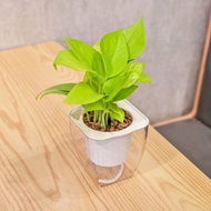 萊姆黃金葛 免澆水方形盆栽 室內植物 觀葉植物 禮物 盆栽