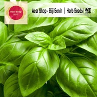 Italian Large Leaf Basil | Biji Benih Basil Italian Daun Besar | 大叶罗勒种子 Acar Shop