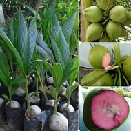 SEGAR!! PROMO TERMURAH PAKET 100 BIBIT KELAPA WULUNG / KELAPA IJO ASLI