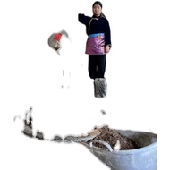 Wild Camellia Oil withered (Traditional Shampoo Hair Care Bath Foot Bath 3kg Pack) 42.8 Yuan Free Sh