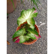 Shycool caladium / keladi cat tumpah