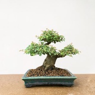 小品盆栽・日本櫸