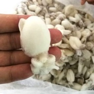 Small Cuttlefish 200gm / Sotong Katak Kecil / 小墨斗