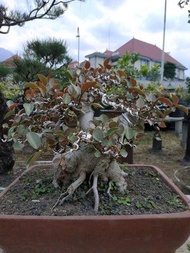 Bibit iprik silver pucuk merah Bonsai