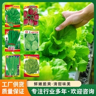 Four Seasons Vegetables Leaf Vegetable Seeds Vegetable Seeds Vegetable Side Vegetable Garden Flower 