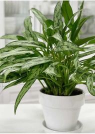 AGLAONEMA cutlass, indoor and outdoor, real and live plants, uprooted Aglaonema, established,