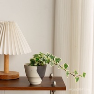 Plant Climbing Vines Four Seasons Ivy Influencer Balcony Good Raising Xueying Ivy Easy Living Green 