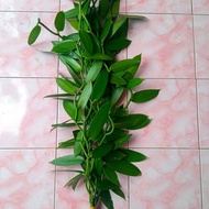 BIBIT VANILI PLANIFOLIA 1 METER SIAP TANAM