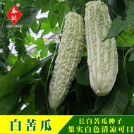 Will Seed Chips Long White Bitter Gourd Seeds about 10 Pcs Vegetable Seeds White Bitter Gourd Good T