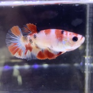 Cupang Female Betina Giant Multicolor Nemo Galaxy 013