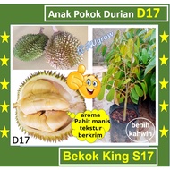 Anak Pokok Durian BEKOK KING S17 D17 彼咯王 榴莲苗 Sapling Durian Bekok King