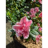 Azalea Holland Big Pot | Imported Variety | Full Sun Plant | Best for Landscape Gardens