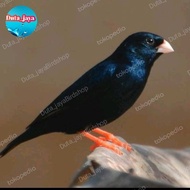 VILLAGE INDIGO FINCH JNT