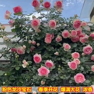 Climbing Vine Chinese Rose Everblooming Pierre De Ronsard Villa Courtyard Wall Plant Vine Rose Seedling with Bud Large S