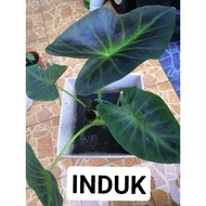 [Ready Stock] COLOCASIA ALOHA/KELADI ALOHA