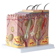 Skin Model 50X Enlarged Anatomical Skin Model Anatomy Three-Dimensional Skin Model for Classroom Stu