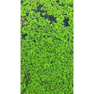 AZOLLA TUMBUHAN AIR MAKANAN TAMBAHAN HAIWAN TERNAKAN