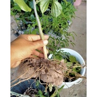 BENIH UBI GADONG / UBI GADUNG