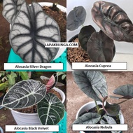 Bunga Alocasia Dragon Skin, Cuprea, Black Velvet, Nebula