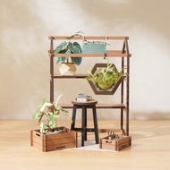 紙植栽模型【DIY材料包】圓葉花燭.亞洲猴腦鹿角蕨.斑葉龍爪蔓綠