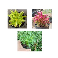 3-package Saves kerokot Ornamental Trees.