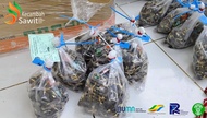 Benih kecambah sawit DxP PPKS 239 MEDAN