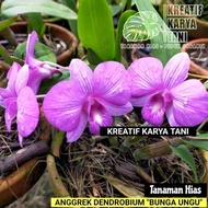 Tanaman hias Anggrek Dendrobium bunga ungu - Anggrek dendrobium