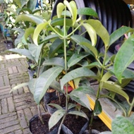 Pokok Mesta / Manggis Jepun Kahwin