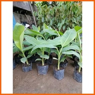 Lakatan Davao tissue 50 cm. tall