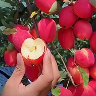 Ready Stock Fast Shipping Chicken Heart Begonia Fruit Northeast Chicken Heart Fruit Seed Splendid Be