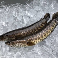 Ikan Toman Per Kg Sayur Segar Palembang