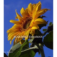 BIBIT BUNGA MATAHARI PENGHIAS TAMAN (BELI 5 GRATIS 1)