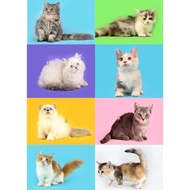 Kucing Munchkin - Kitten &amp; Adult - Sudah Vaksin &amp; FREE Aksesoris