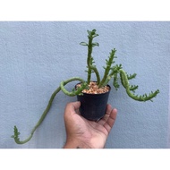 Euphorbia bisellenbeckii