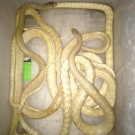 jali sulfur ( ptyas mucosus) morph sulfur