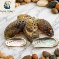 Haliotis Asinina Shell (Ear Abalone) - Decorative Abalone Shell in many sizes - Beautiful Abalone Sh