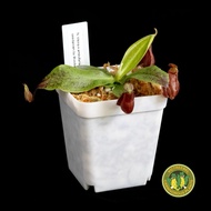N. Viking x ampullaria ‘Black Miracle’ | Pitcher Plant | Nepenthes | Carnivorous Plant | Monkey Cups
