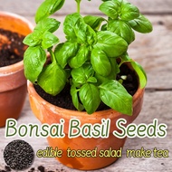 150pcs Bonsai Basil Seeds for Planting Vegetable Plants Fresh Seed Basil Herb Seeds Organic Basil Le