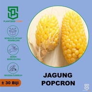 PlantSeed - 30 Benih Bibit Tanaman Jagung Popcorn