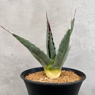 妖炎 | 龍舌蘭 | Agave utahensis