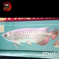 Ikan Arwana Golden red 50cm special